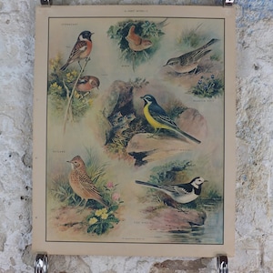 May include: Vintage print featuring illustrations of various bird species, including the Stonechat, Wren, and Meadow Pipit. The artwork showcases detailed depictions of each bird in its natural habitat, with vibrant colors and botanical elements.