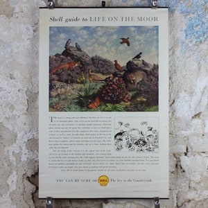 Pode incluir: Cartaz vintage da Shell, "Life on the Moor", mostrando a vida selvagem dos pântanos. A ilustração inclui pássaros, uma raposa e borboletas. O texto no topo diz "Shell guide to LIFE ON THE MOOR."