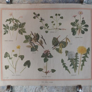 Original Vintage British Macmillan Educational Poster Early Spring flowers anemone daisy flora nature plant print wall art botanical 1950s