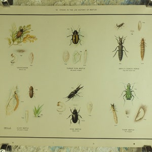 May include: A vintage educational poster showing the life cycle stages of beetles. The poster includes detailed illustrations of insects such as the Cockchaper, Turnip Flea Beetle, and Tiger Beetle, with labels for each stage. The poster is mounted on a light-coloured wall.