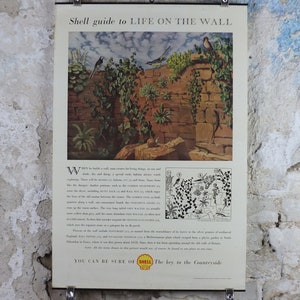 Pode incluir: Anúncio vintage da Shell Oil intitulado "Shell guide to LIFE ON THE WALL". A ilustração mostra um muro de pedra com plantas, pássaros e um caracol. O texto na parte inferior diz "YOU CAN BE SURE OF SHELL The key to the Countryside."