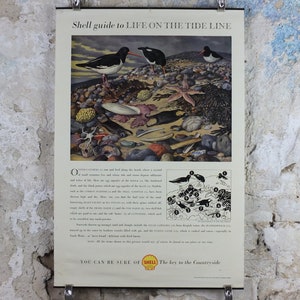 Pode incluir: Cartaz vintage intitulado "Shell guide to LIFE ON THE TIDE LINE" com ilustrações de conchas, estrelas do mar e pássaros em uma praia. O cartaz inclui texto e um pequeno diagrama de pássaros. O cartaz é exibido em uma parede texturizada esbranquiçada.