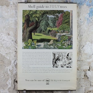 Pode incluir: Cartaz publicitário vintage da Shell Oil intitulado "Shell guide to JULY trees". O cartaz apresenta uma ilustração colorida de uma cena de jardim com árvores e flores. O texto "You can be sure of Shell" está na parte inferior.