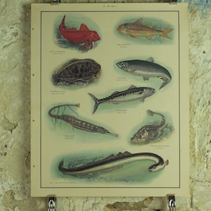 Original Vintage Macmillan Meer Fisch Natur Lernposter Knurrhahn Meeräsche Sohle Hering Mackerle Aal Pfeife Ichthyology Druck Wandkunst 1950er Jahre