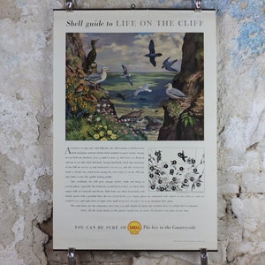 Pode incluir: Cartaz vintage da Shell Oil intitulado "Shell guide to LIFE ON THE CLIFF". O cartaz apresenta uma cena costeira com pássaros, falésias e o oceano. O cartaz tem uma estética vintage e inclui texto na parte superior e inferior.