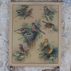 Original Vintage Macmillan Birds Nature Educational Poster House Sparrow Chaffinch Yellow Hammer Linnet print wall art ornithology 1950s