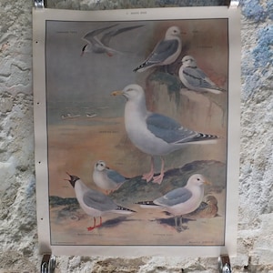 Original Vintage Macmillan Vögel Naturlehrposter Seeschwalbe Dreizehenmöwe Hering Möwe Druck Wandkunst Ornithologie 1950er Jahre