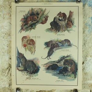 Original Vintage Macmillan Tiere Natur Lernposter Knabbernde Maus Mäuschen Ratte Holzernte Druck Wand Kunst Biologie Zoologie 1950er Jahre
