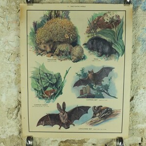 Original Vintage Macmillan Tiere Lehrposter Natur Igel Maulwurf Spitzmaus Fledermaus Insekt Druck Wand Kunst Biologie Zoologie 1950er Jahre