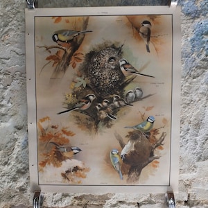 Póster educativo original vintage de Macmillan sobre aves y naturaleza, carbonero común, pantano azul, carbón de cola larga, impresión de arte de pared, ornitología, década de 1950