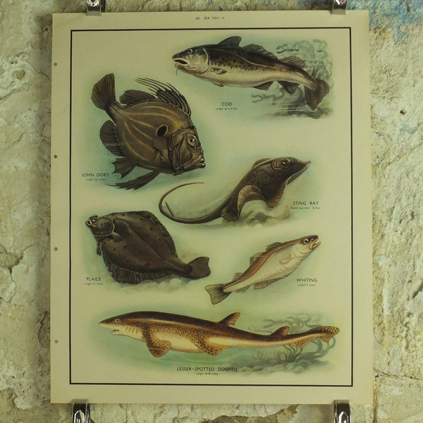 Original vintage Macmillan Sea Fish Nature Affiche éducative Morue John Dory Stingray Plie Merlan Aiguillat Ichtyologie imprimer art mural années 1950