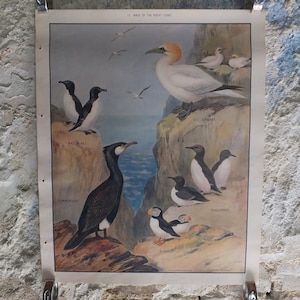 Original Vintage Macmillan Vögel Naturlehrposter Gannet Kormoran Papageientaucher Gullemot Klingerschnabel Kunstdruck Wandkunst Ornithologie 1950er Jahre
