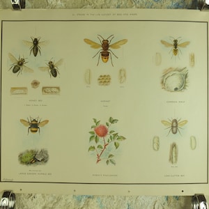 Original Vintage Macmillan Bees and Wasps Nature Educational Poster honey bee hornet wasp robins pincushion bees print wall art 1950s