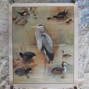 Original Vintage Macmillan Vögel Natur Lernposter Reiher Wasserlöffel Teichhuhn Blässhühner Haubentaucher Druck Wandkunst Ornithologie 1950er Jahre