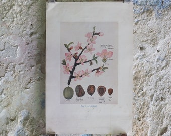 Original Vintage British Almond Educational Poster Fruits flora nature plant print wall art botanical 1940s