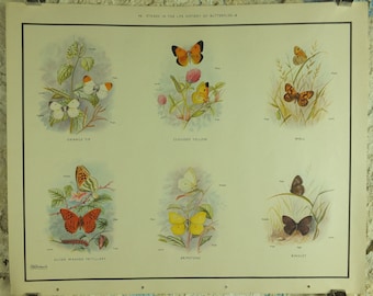 Original Vintage Macmillan Butterflies Nature Educational Poster Orange Tip Clouded Yellow Wall Brimestone print wall art ornithology 1950s