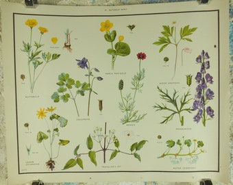 Original Vintage Macmillan Wild Flowers Buttercup Educational Poster marigold monkshood print wall art Nature biology botany botanical 1950s