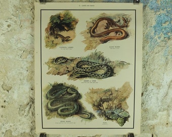 Original Vintage Macmillan Animals Nature Educational Poster Lizards & Snakes Adder Viper Grass Snake print wall art biology zoology 1950s