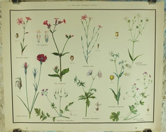 Original Vintage Macmillan Wild Flowers Pink Cransbill Educational Poster Robin Campion print wall art Nature biology botany botanical 1950s