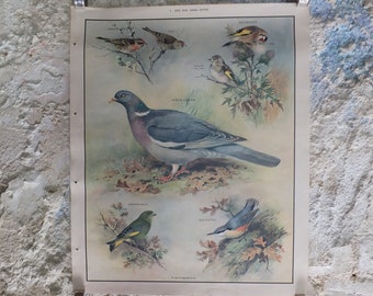 Original Vintage Macmillan Birds Nature Educational Poster Wood Pigeon Goldfinch Pull Greenfinch Nuthatch print wall art ornithology 1950s