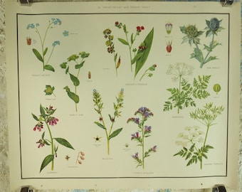 Original Vintage Macmillan Wild Flowers Forget Me Not Parsley Educational Poster print wall art Nature biology botany botanical 1950s