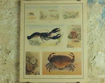 Original Vintage Macmillan Crustacea Nature Educational Poster Lobster Crab Urchin Prawn Shrimp Sandhopper print wall art Carcinology 1950s