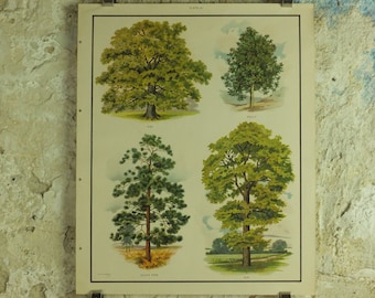 Original Vintage British Trees Macmillan Educational Poster Oak Holly Scots Pine Elm flora nature plant print wall art botanical 1950s