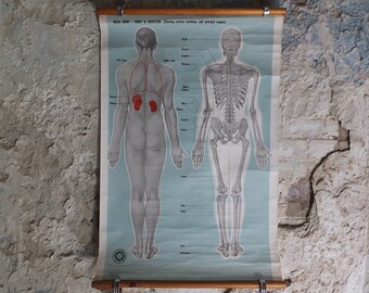 Original Vintage St Johns Ambulance Wall Chart human powder blue poster anatomical anatomy biology body medicine doctor wall art retro 1950s