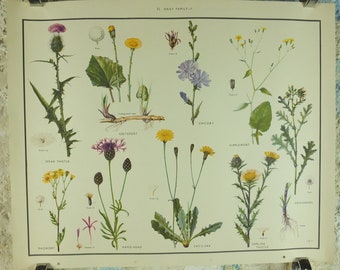 Original Vintage Macmillan Wild Flowers Daisy Educational Poster Thistle Ragwort print wall art Nature biology botany botanical 1950s