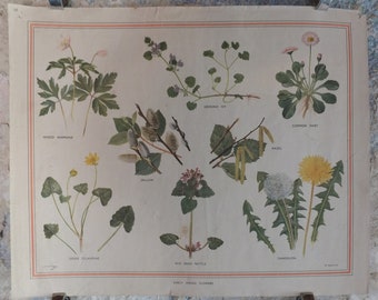 Original Vintage British Macmillan Educational Poster Early Spring flowers anemone daisy flora nature plant print wall art botanical 1950s