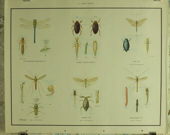 Original Vintage Macmillan Pond Insects Nature Educational Poster Dragonfly Water Beetle May Fly Gnat Caddis Fly print wall art 1950s