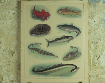 Original Vintage Macmillan Sea Fish Nature Educational Poster Gurnard Mullet Sole Herring Mackeral Eel Pipe Ichthyology print wall art 1950s