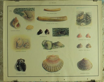 Original Vintage Macmillan Molluscs Nature Educational Poster Whelk Cockle Mussel Clam Limpet Oyster Razor print wall art Malacology 1950s