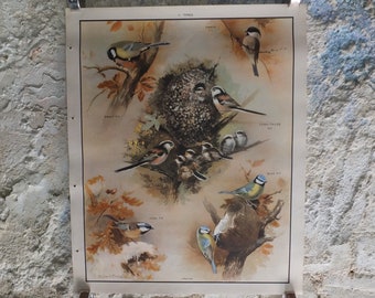 Original Vintage Macmillan Birds Nature Educational Poster great tit blue marsh long tailed coal print wall art ornithology 1950s