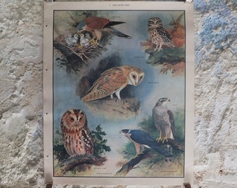 Original Vintage Macmillan Birds Nature Educational Poster Barn Owl Kestrel Little Owl Brown Sparrow Hawk print wall art ornithology 1950s