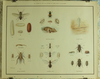 Original Vintage Macmillan Beetles Nature Educational Poster House fly silver fish house cricket ant cockroach print wall art 1950s
