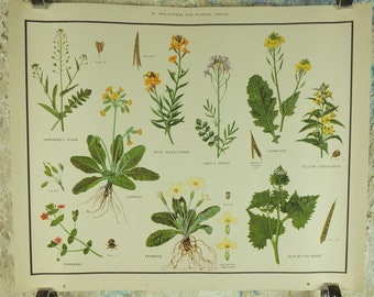 Original Vintage Macmillan Wild Flowers Wallflower Primrose Educational Poster Cowslip print wall art Nature biology botany botanical 1950s