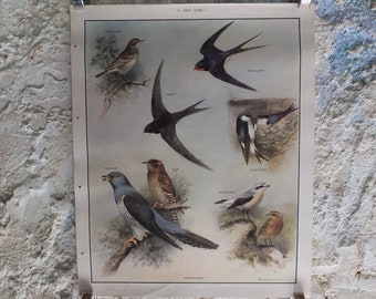 Original Vintage Macmillan Birds Nature Educational Poster pipit swallow swift cuckoo house martin wheatear print wall art ornithology 1950s