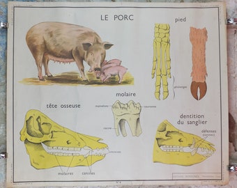 Vintage Pig and Cow Poster, Rossignol vintage French school poster, fauna and zoolology, skeletons, double sided, wall art retro decor