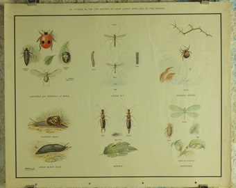 Original Vintage Macmillan Insects Nature Educational Poster Ladybird Fly Spider Slug Earwig Lacewing print wall art 1950s