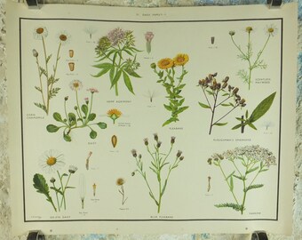 Original Vintage Macmillan Wild Flowers Daisy Educational Poster Chamomile Agrimony  print wall art Nature biology botany botanical 1950s