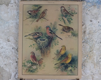 Original Vintage Macmillan Birds Nature Educational Poster House Sparrow Chaffinch Yellow Hammer Linnet print wall art ornithology 1950s