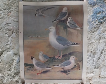 Original Vintage Macmillan Birds Nature Educational Poster tern kittewake herring sea common seagull print wall art ornithology 1950s