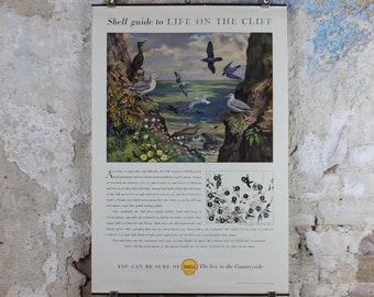 Vintage Shell Guide to Life on the Cliff Poster, botanical and zoological ornithology, educational wall art by John Leigh Pemberton 1950s