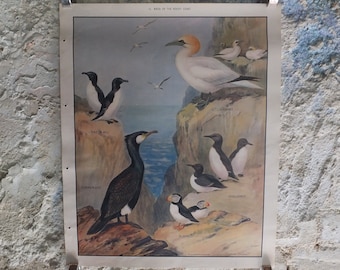 Original Vintage Macmillan Birds Nature Educational Poster gannet cormorant puffin guillemot razor bill print wall art ornithology 1950s