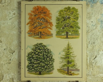 Original Vintage British Trees Macmillan Educational Poster Beech Sycamore Horse Chestnut Larch flora nature print wall art botanical 1950s
