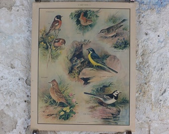 Original Vintage Macmillan Birds Nature Educational Poster Stonechat Wren Pied Pipit Grey Wagtail Skylark  print wall art ornithology 1950s