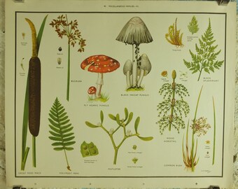 Original Vintage Macmillan Wild Flowers Educational Poster Reed Fern Mistletoe bulrush print wall art Nature biology botany botanical 1950s