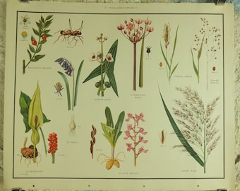 Original Vintage Macmillan Wild Flowers Educational Poster Bluebell Orchis Rush Reed print wall art Nature biology botany botanical 1950s