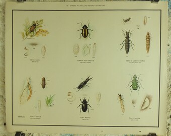 Zoological Posters